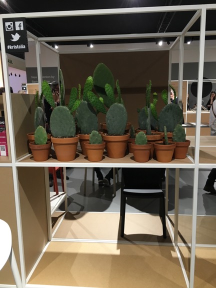 Cactus at Kristalia