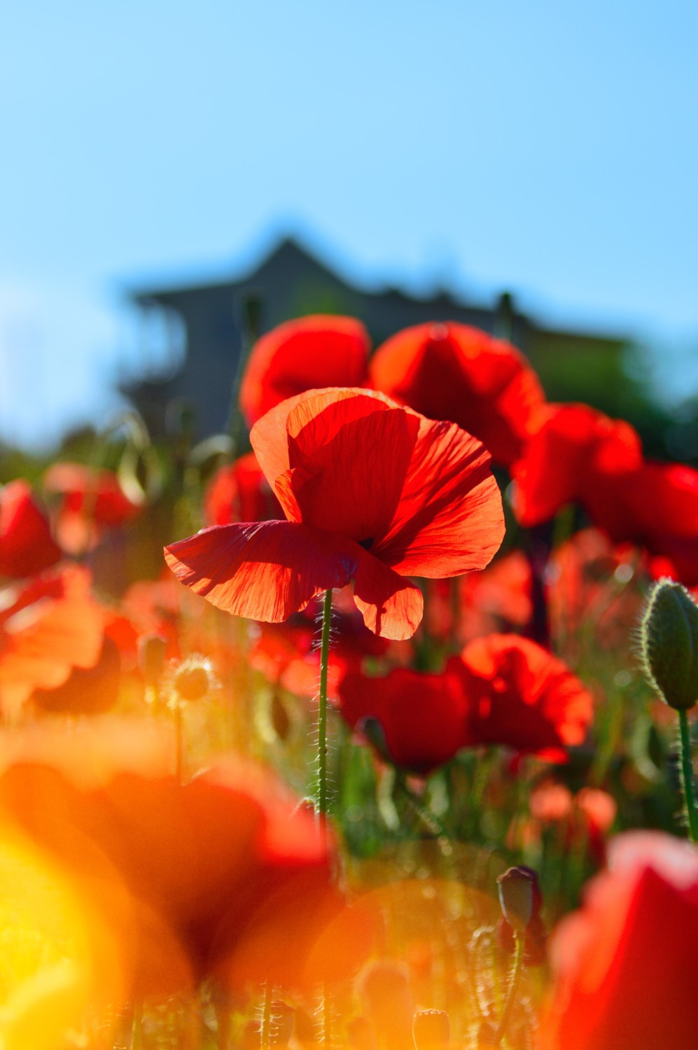 Remembrance Day 2019 – Lest we Forget